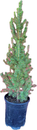 Dwarf Alberta Spruce 1 Gallon