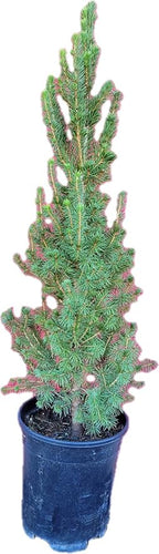 Dwarf Alberta Spruce 1 Gallon