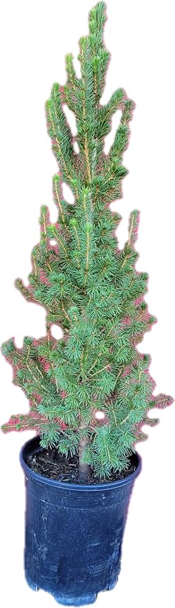 Dwarf Alberta Spruce 1 Gallon