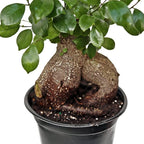 Live Ginseng Ficus, Ficus Retusa, Taiwan Ficus, Banyan Fig, Bonsai Houseplant, Birthday Gift, Housewarming Gift for The Home, Plant Lover Gift, Live Potted Houseplant in 6" Pot