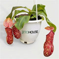 Jitohouse Nepenthes St. Gaya Carnivorous Pitcher Plant [Winter Thermal Packaging Included] | Easy Care Live Plants Indoor Decor House Plants, Unique Gift | Bright Indirect Light Rare Live Plant