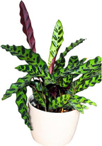 PLANTVERS Live Calathea Plant – Low-Maintenance Indoor Houseplant | Low-Light & Easy-Care Pet-Friendly Plant | Air-Purifying Tropical Houseplant (Calathea Lancifolia, 6" Nursery Pot)