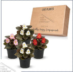Live Begonia - Dark Leaf Assorted (4 Per Pack), Beautiful Shade Annual, Ships 8" Tall by 4" Wide in 1 Pt Pot