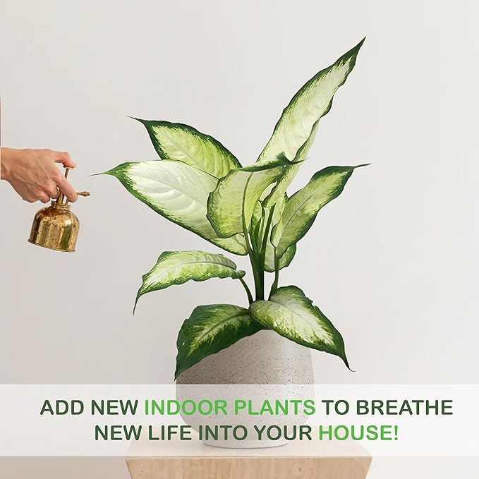 LEAL PLANTS ECUADOR Stunning Dieffenbachia Camille (Dumb Cane) – Lush Variegated Foliage, Easy-Care Tropical Houseplant, Natural Air Purifier, Perfect for Home Decor, Unique Gift for Plant Lover