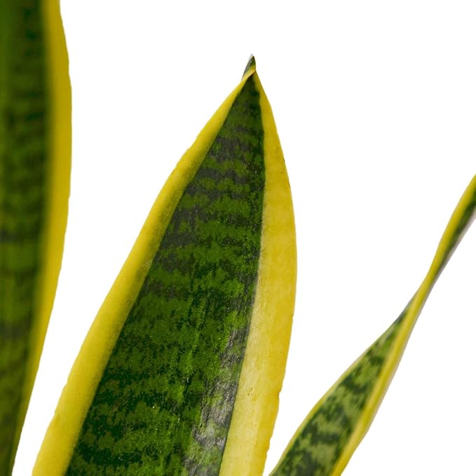 Snake Plant Laurentii | Sansevieria Trifasciata Live Plant for Indoor | Different Houseplants in 4'' & 6'' Pot | Real House Plant for Livingroom | Mother-in-law's Tongue
