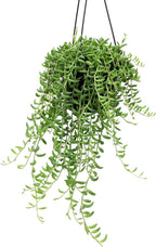String of Bananas Succulent Plant Decor Hanging Basket, Real Succulents & Houseplants for Home or Office, Senecio Radicans, Unique House Plants