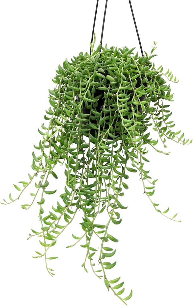 String of Bananas Succulent Plant Decor Hanging Basket, Real Succulents & Houseplants for Home or Office, Senecio Radicans, Unique House Plants