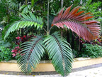 Red Flame Palm - 3 Live Plants in 4 Inch Growers Pots - Chambeyronia Macrocarpa - Extremely Rare Ornamental Palms from Florida