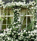 White Rose Live Plant, Can Grow As Rose Bushes Shrubs or Climbing, Fragrant Ready to Plant, Starter Size, 5 to 10 Inc Tall, Dormant in Winter