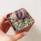 Pleisopilos nelii cv. Royal Flush Purple Split Rock Succulent (4 inch)