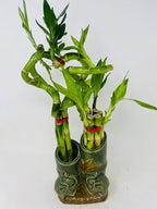 Jmbamboo - Live 10style Lucky Bamboo Plant Arrangement with Ceramic Double Vase