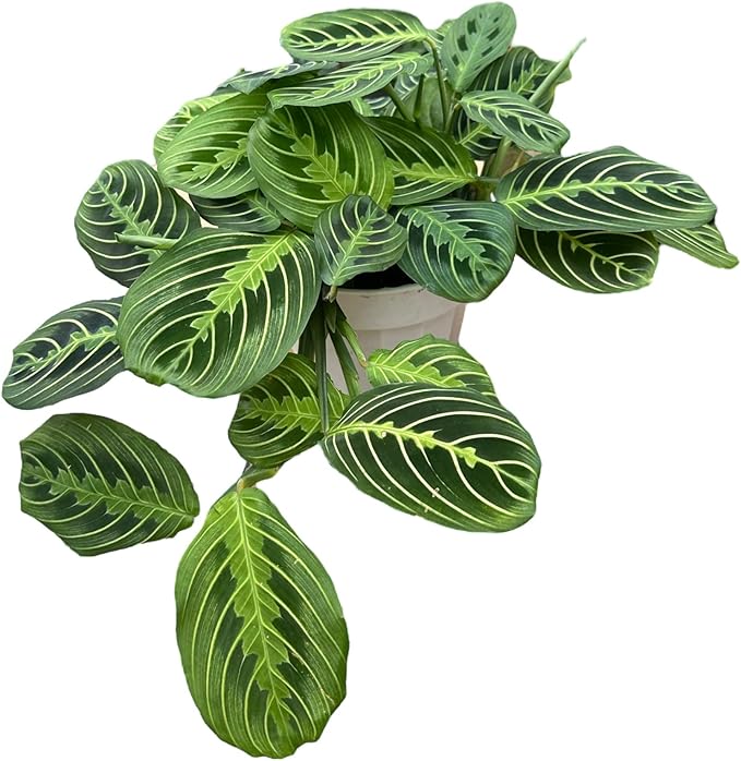 Live Plant, Lemon Lime Maranta Prayer Plant, Pet Friendly, Air Purifying Plant, Easy Care, Easy to Grow Live Indoor Plant, Houseplant, Rare Indoor Plant, Home Décor 6 inch Pot by Hopewind Plants Shop