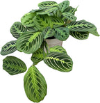 Live Plant, Lemon Lime Maranta Prayer Plant, Pet Friendly, Air Purifying Plant, Easy Care, Easy to Grow Live Indoor Plant, Houseplant, Rare Indoor Plant, Home Décor 6 inch Pot by Hopewind Plants Shop