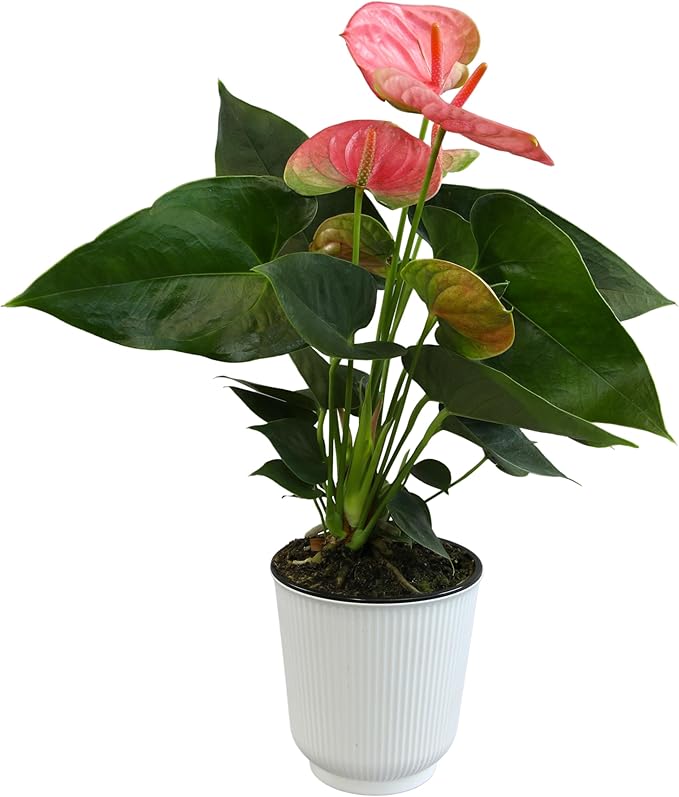 Pink Anthurium Live Plant Decor (Approx. 13-16" Tall), Real Flowers/House Plants in 4" White Plant Pot, Floral Office Plants, Air Purifying Plants & Cool Gifts for Plant Lovers by Plants for Pets