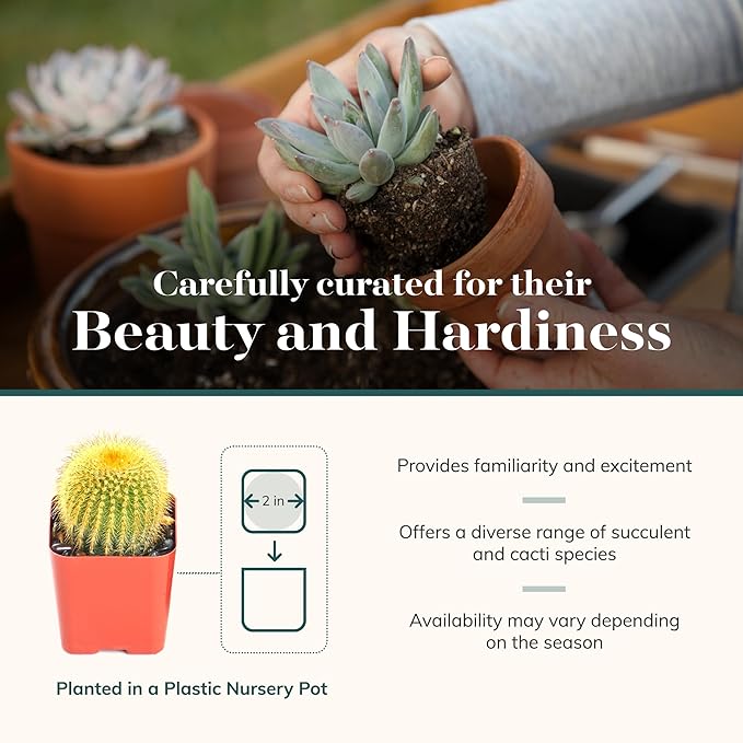 Shop Succulents Premium Live Mini Cactus and Succulent Plants in 2" Pots, Easy Care Indoor or Outdoor Gardening, Terrariums, Favors, & Contemporary Spaces with Hardy, Resilient Varieties, Pack of 40
