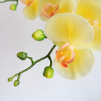 Htmeing 38 Inch Artificial Phalaenopsis Flowers Branches Real Touch (Not Silk) Orchids Flowers for Home Office Wedding Decoration,Pack of 2 (Light Yellow)