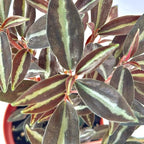 Peperomia Metallica Live Plant, Pet-Safe Copper Silver Stripe Houseplant in 3-Inch Grower Pot, Air Purifying Low Maintenance Indoor Tropical Plant for Home and Office Decor