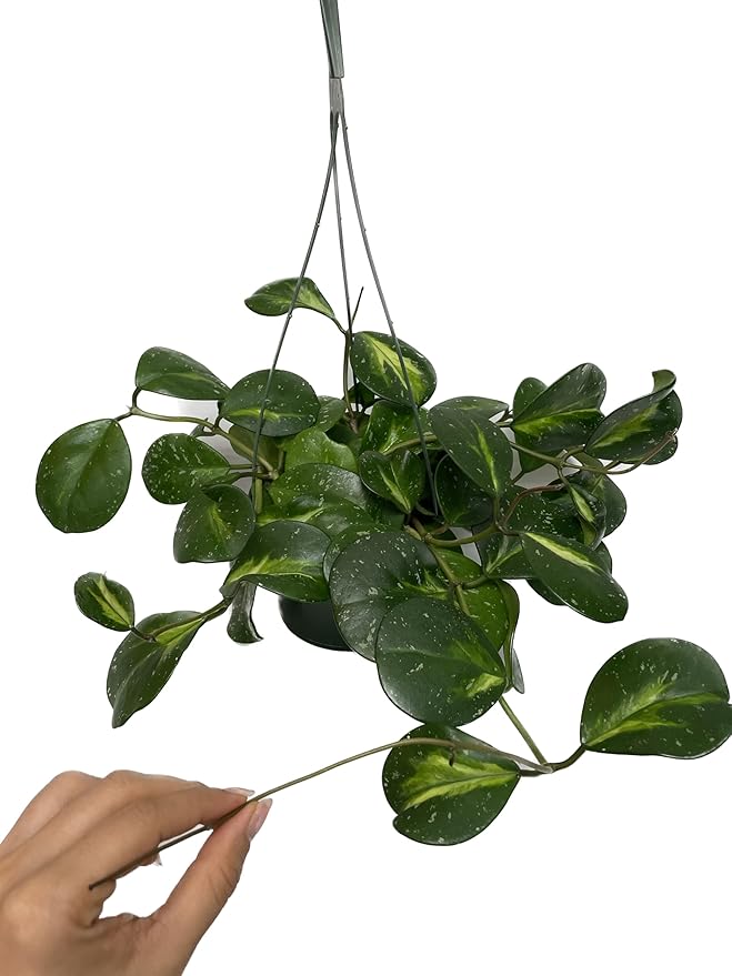 Variegated Hoya Obovata Spalsh Available in 2" Pot, 4" Pot, and 6" Hanging Pot - Hoya Live Plants Live Houseplants - California Seller (4" Pot, 1 Plant)