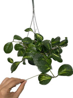 Variegated Hoya Obovata Spalsh Available in 2" Pot, 4" Pot, and 6" Hanging Pot - Hoya Live Plants Live Houseplants - California Seller (4" Pot, 1 Plant)