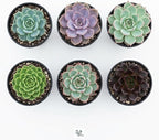Succulent Plant Pack, Low-Maintenance, Air-Purifying, 2-8 Pack Options | Divine Roots (4, Nursery)