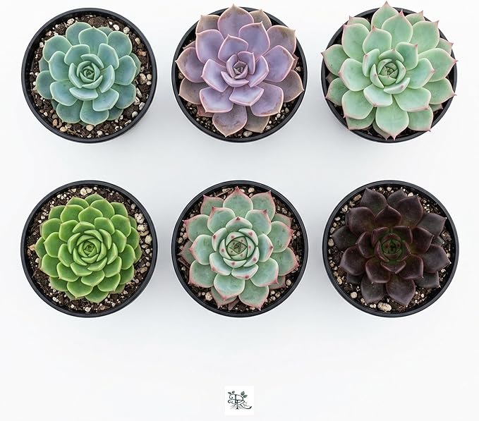 Succulent Plant Pack, Low-Maintenance, Air-Purifying, 2-8 Pack Options | Divine Roots (4, Nursery)