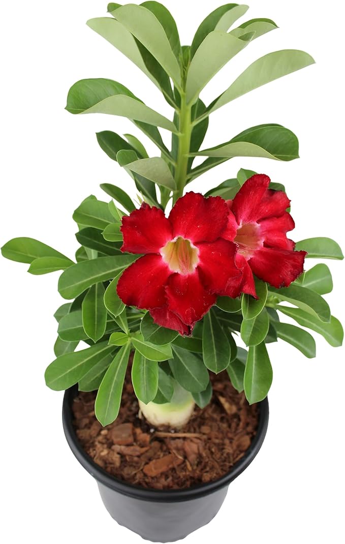 Red Desert Rose Plant Live Succulent, 1 Gal Grower Pot, Adenium Desert Rose Plant Live Indoor Houseplants & Outdoor Succulents, Easy Care Flowering Plants by Plants for Pets