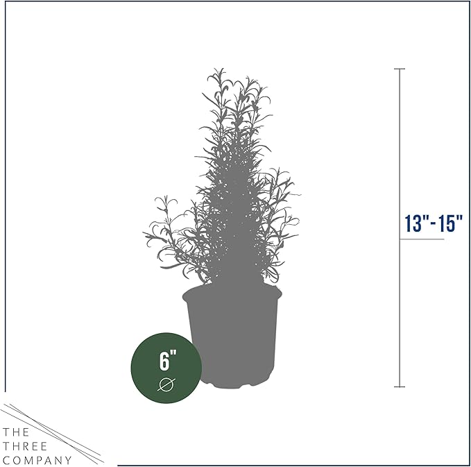 Live Aromatic and Healthy Herb - Rosemary, Improves Breathing, Wrapped in Deco Cover, 14" Tall by 6" Wide in 1.25 Quart Pot
