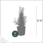 Live Aromatic and Healthy Herb - Rosemary, Improves Breathing, Wrapped in Deco Cover, 14" Tall by 6" Wide in 1.25 Quart Pot