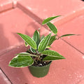 Hoya Macrophylla Variegata Live Plant | Hoya Variegated Starter Plants | House Plants for Beginner | Hoya Cuttings Rare Plant Garden Gift (Heat Pack Included)