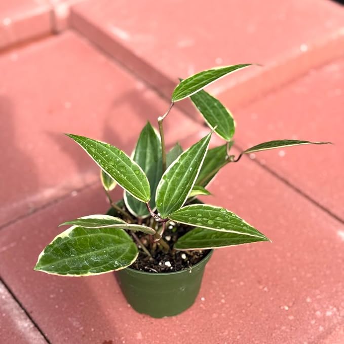 Hoya Macrophylla Variegata Live Plant | Hoya Variegated Starter Plants | House Plants for Beginner | Hoya Cuttings Rare Plant Garden Gift (Heat Pack Included)
