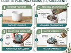Succulent Plant Pack, Low-Maintenance, Air-Purifying, 2-8 Pack Options | Divine Roots (6, Nursery)