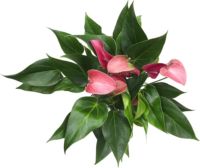 Blooming Purple Anthurium Live Plant Decor (Approx 8-11" Tall), Easy to Grow Flowering Houseplant in 4" White Pot by Plants for Pets