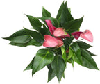 Blooming Purple Anthurium Live Plant Decor (Approx 8-11" Tall), Easy to Grow Flowering Houseplant in 4" White Pot by Plants for Pets