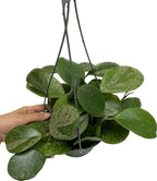 Hoya Obovata Spalsh Available in 2" Pot, 4" Pot, and 6" Hanging Pot Hoya Live Plants Live Houseplants California Seller (One Small Plant, 4" Pot)