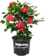 Blooming & Beautiful - April Tryst Camellia - 3 Gal - Evergreen Shrub - Fragrant Red Showy Blooms - Green Foliage - Zones 6-9 - Camellia Japonica ‘April Tryst’ - 3 Gallon Pot