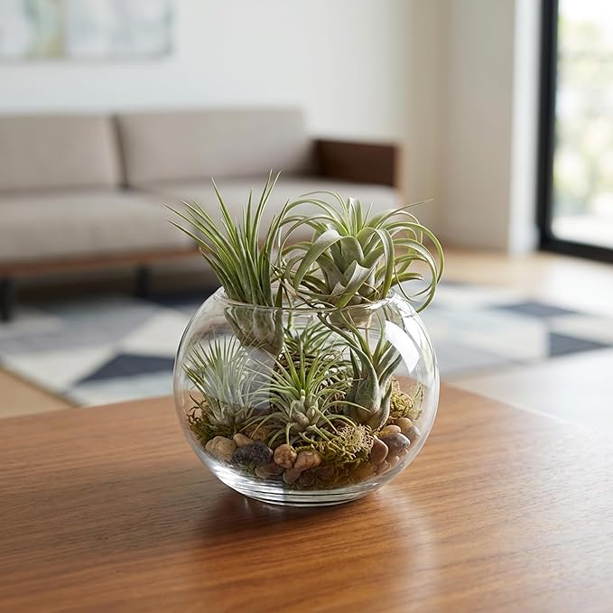 WGV Bowl Glass Vase, Diameter 5.1", Height 3.75", Open Width 3", (Multiple Sizes Choices) Clear Bubble Planter Terrarium Fish Bowl for Wedding Event Home Decor, 12 Pieces (VBW0005)