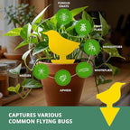 Kate's Home & Garden 36 Count Fruit Fly Traps for Indoors and House. Yellow Sticky Trap for Gnats, Mosquitos, Plants, Ants