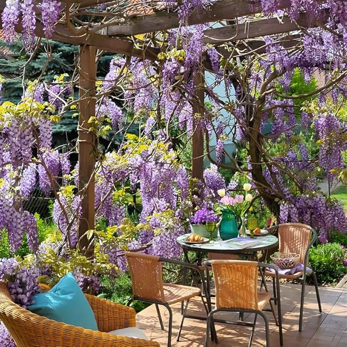 American Purple Wisteria Live Plant in 2.5 Inch Pot | Hardy, Fragrant Purple Flower | Easy-Care Climbing Vine for Landscapes, Fences & Outdoor Garden Décor