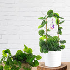 Weatherproof Climbing Plant with Solar Prisms & Sun Catchers for Outdoor/Indoor Gardens Climbing Plant Frame