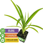 Pandan Live Plant - Pandanus Amaryllifolius - Wellspring Gardens Exquisite Fragrant Herb Great for Nature Lovers, Outdoor Gardens, Vegetable Patches, and Indoor Use - Lush Green Foliage Pandan Leaves