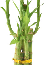 Arcadia Garden Products 5-Stem Lucky Bamboo, Live Indoor Plant in Contour II Ceramic Planter for Home, Work, or Gift, Black ***Cannot Ship to Hawaii***