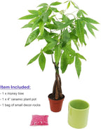 Athena's Garden Money Tree Plant Indoor Live Plant Pachira Money Tree with Ceramic Planter 18 Inches Tall, Green Pot - Red Rocks, Medium