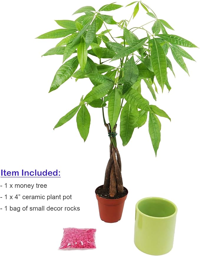 Athena's Garden Money Tree Plant Indoor Live Plant Pachira Money Tree with Ceramic Planter 18 Inches Tall, Green Pot - Red Rocks, Medium