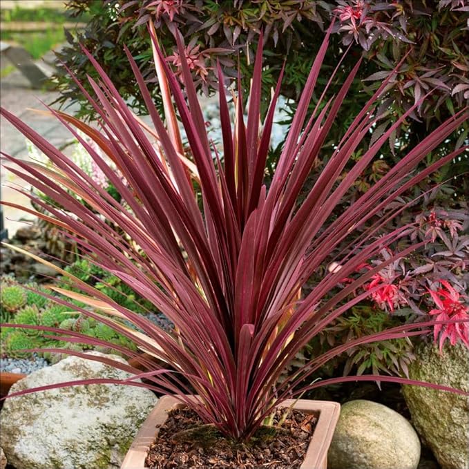 RedCrocus Red Grass Tree Cordyline Australis 'Red Star' | Vibrant Foliage, Evergreen Shrub | Drought Tolerant, Pet Safe, Container & Garden Accent 1 Quart