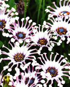 100 pcs Rare Daisy Flowers Seeds for Planting - Purple Daisy Seeds Non-GMO Perennial Garden Plants Seeds Outdoor Daisy Flower Home Garden