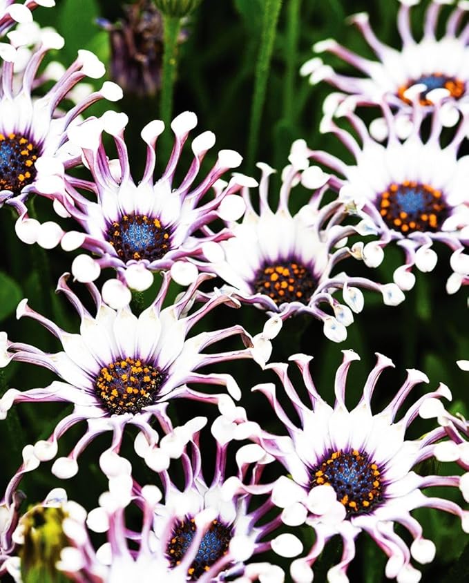100 pcs Rare Daisy Flowers Seeds for Planting - Purple Daisy Seeds Non-GMO Perennial Garden Plants Seeds Outdoor Daisy Flower Home Garden