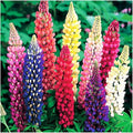 Russell Lupine Seeds Perennial - Grows 40" Tall - Perennial Wildflowers for Winter & Fall Planting - Grown in the USA - 100 Mixed Russell Lupine Seeds
