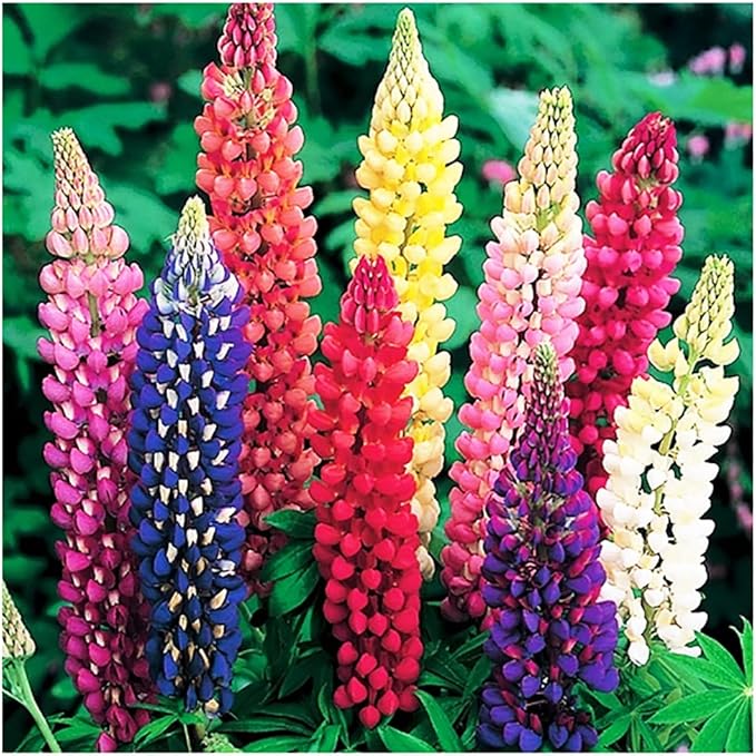 Russell Lupine Seeds Perennial - Grows 40" Tall - Perennial Wildflowers for Winter & Fall Planting - Grown in the USA - 100 Mixed Russell Lupine Seeds