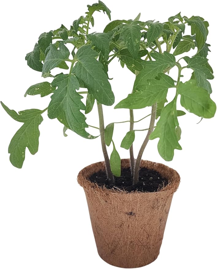 Unique Gardener Plant-It Starters Plant Seeds 4-Pack, DIY Indoor Succulents and Live Plants for Home or Garden Planting, Grape Tomato