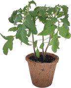 Unique Gardener Plant-It Starters Plant Seeds 4-Pack, DIY Indoor Succulents and Live Plants for Home or Garden Planting, Grape Tomato